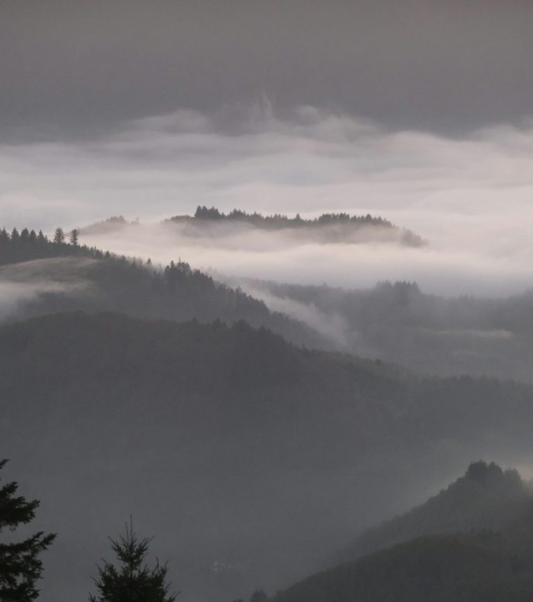 Schwarzwald im Nebel